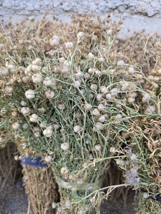 Адыраспан тек (только) оптом