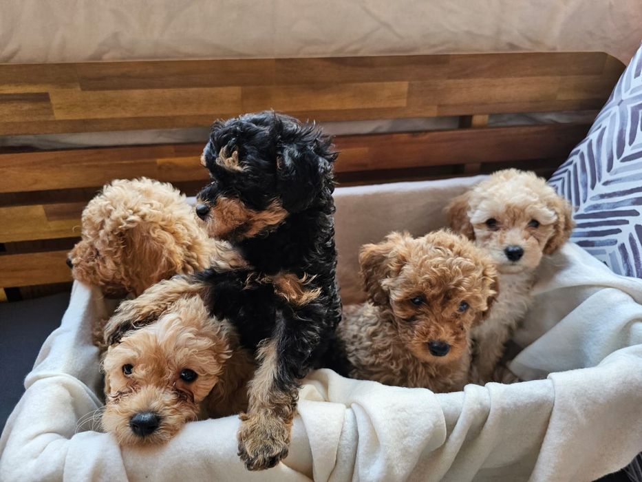 Пуделчета от мини родители – Варна