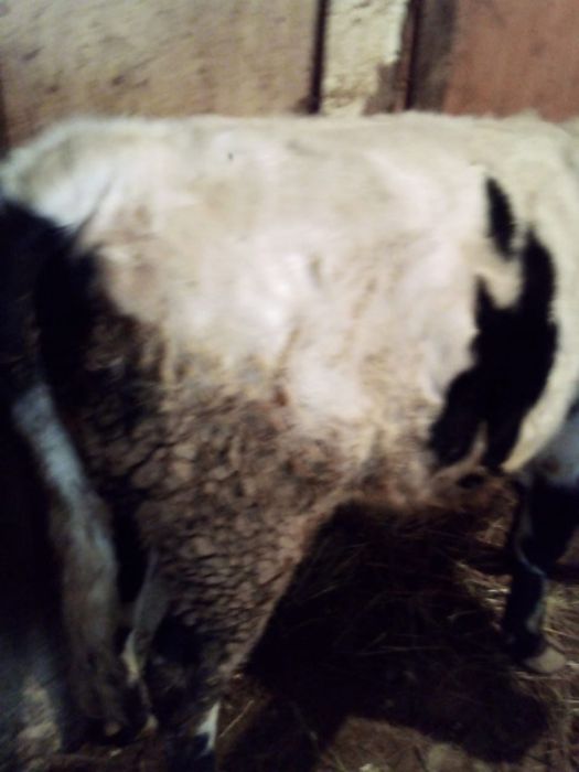 Прода быка, мясистый