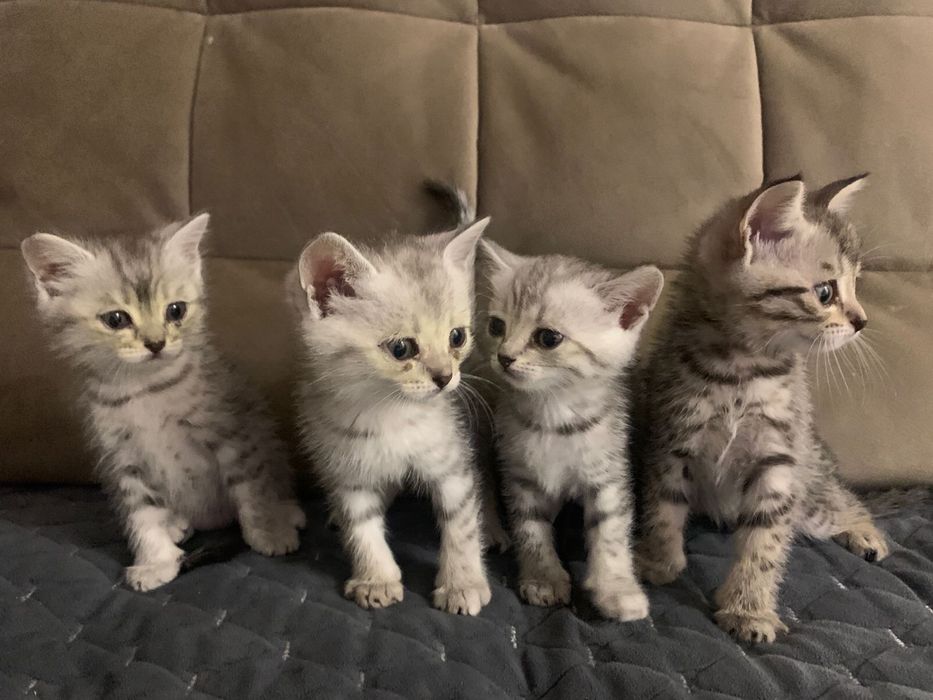 Отдаются даром котята шотладские британские породистые