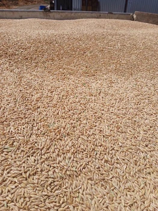 Orzaoica 2025, calitate superioară