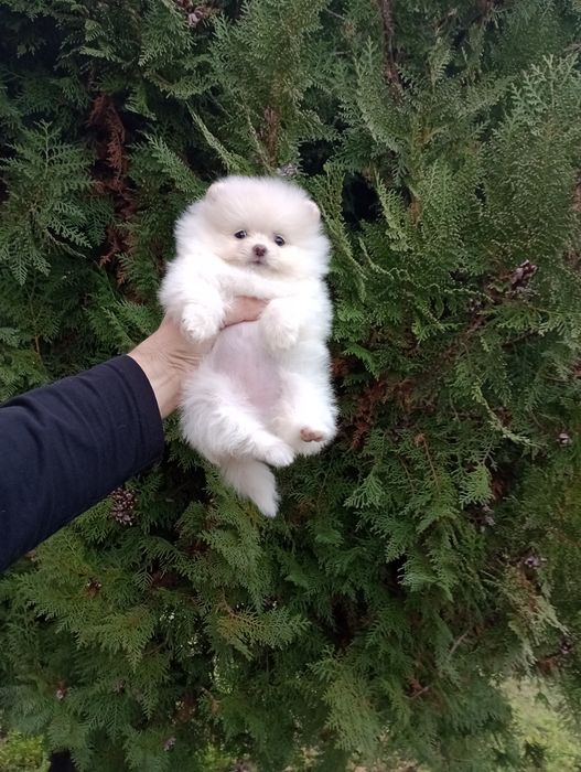 Женски Померани. Реални снимки!