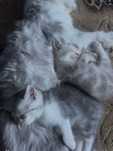 Продаются котята мраморные