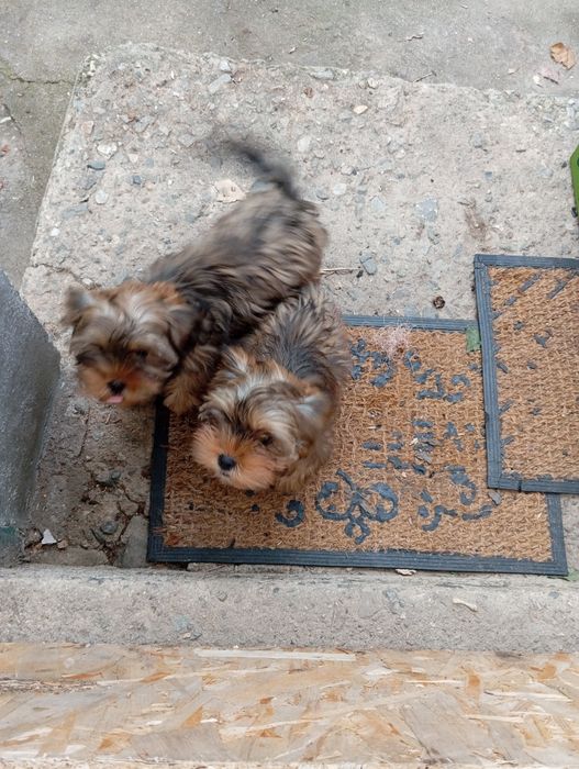 Йорки 2 броя продавам!!