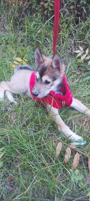 Търя спешно някой да гледа кученце за 5 дни