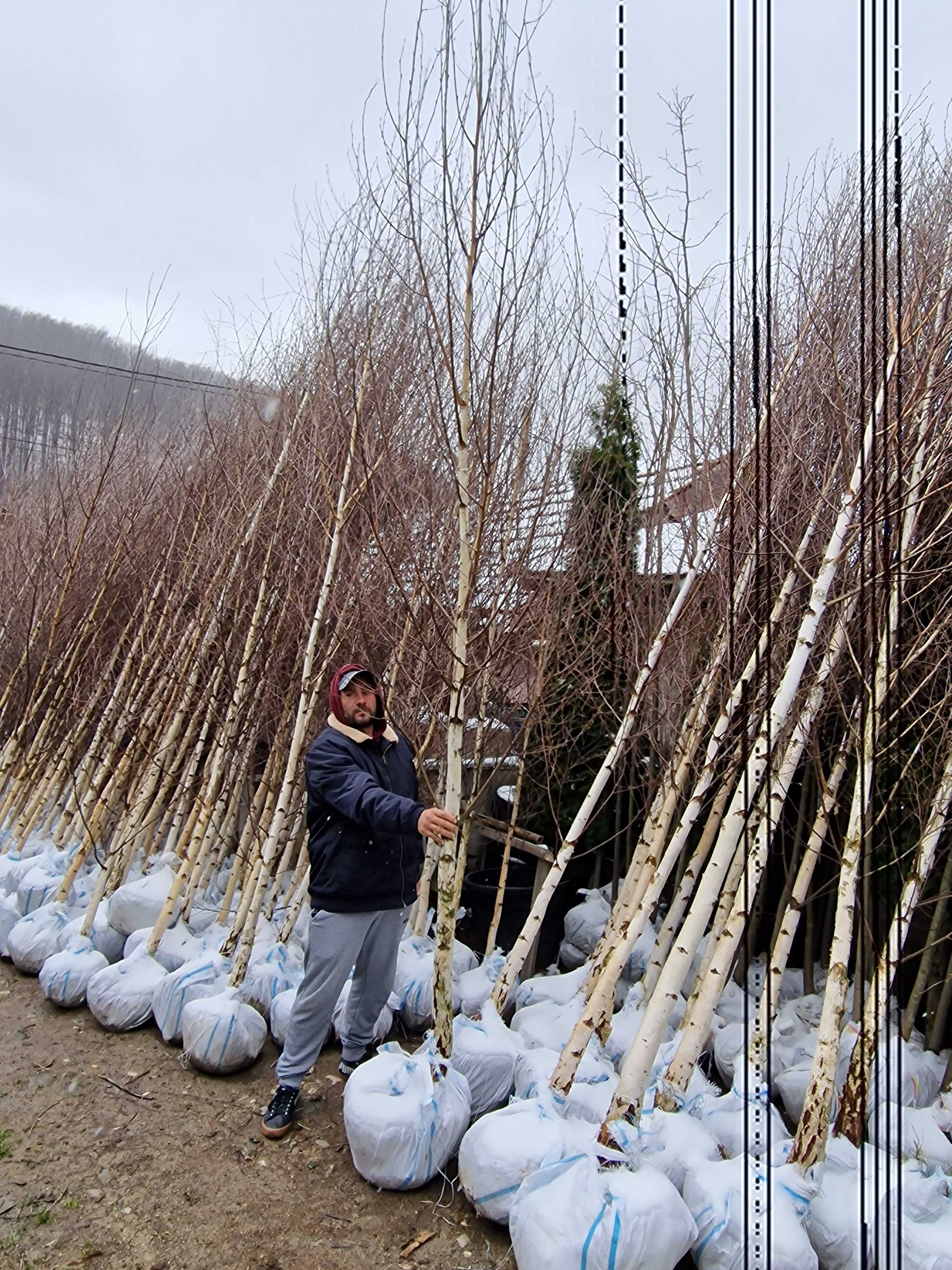 Mesteacan Alb ( Betula Alba )