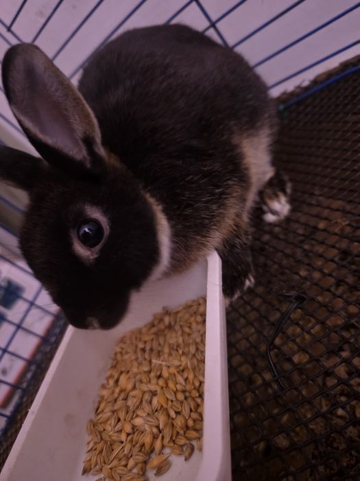 Продам кролика декоротивного