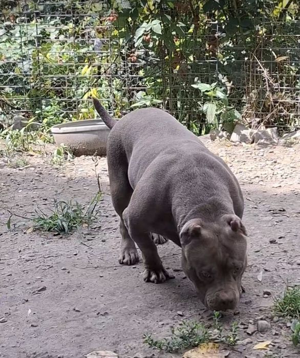 Vând Femelă American Bully Pokett de 3 Ani cu Pedigree !!