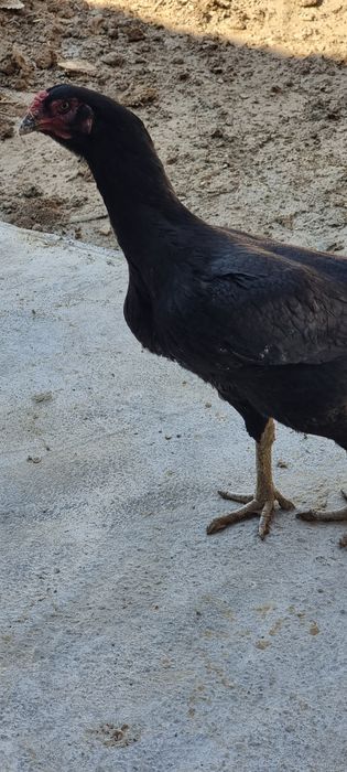 Sotiladi kulangi tovuq ganoy