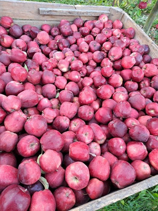 Vând mere diverse soiuri