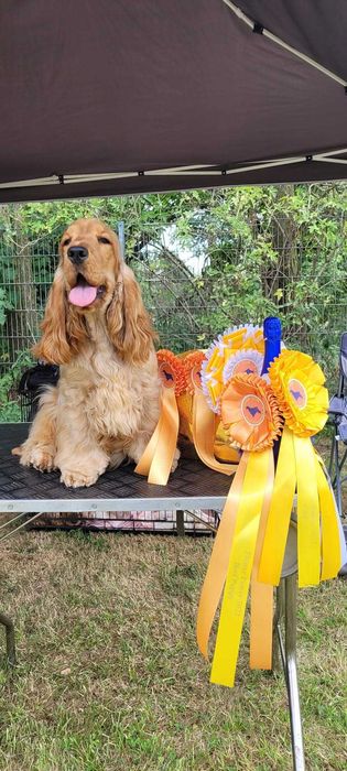 Кокер шпаньол  момче родословен баща