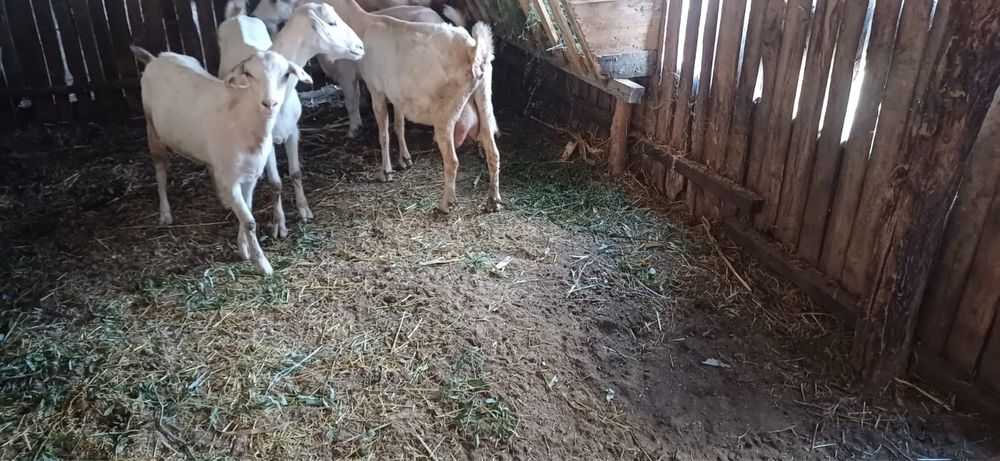 Vand 21 capre pret negociabil