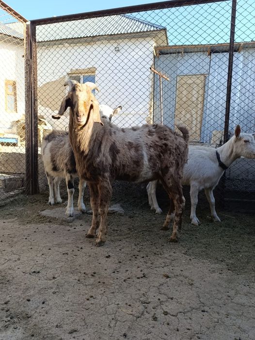 Теке чистый англонубийский