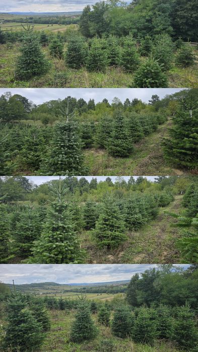 Brad Nordmann en-gros de vanzare 
Brad Nordmann/Brad de Craciun/Brad n