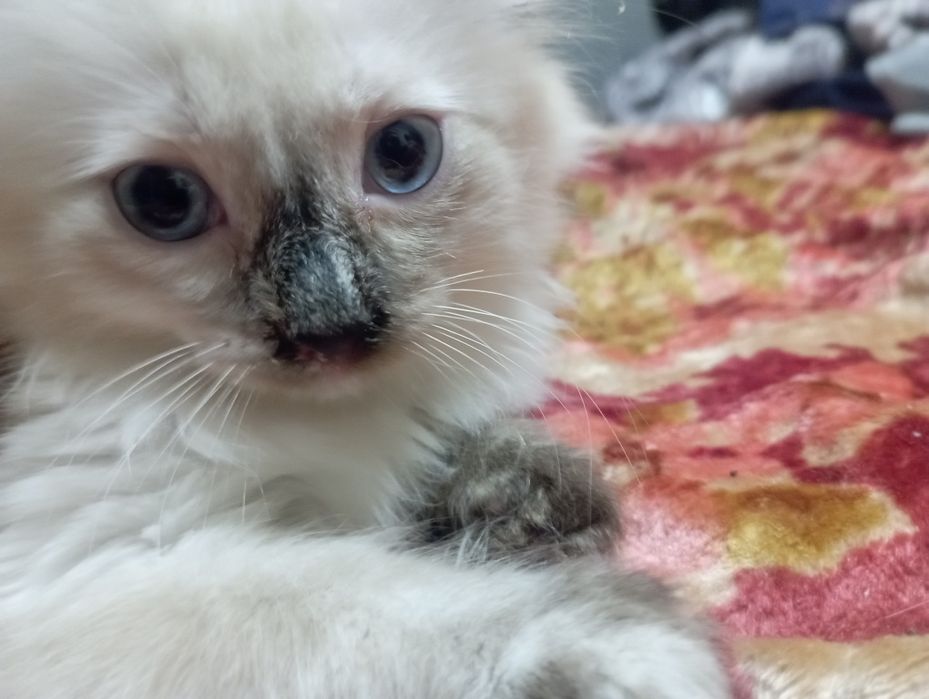 Отдам кошечку, белая