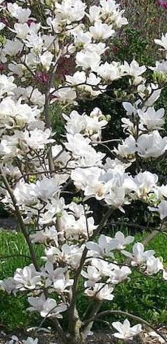 Magnolie superba albă
