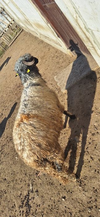 Vând oaie cu miel în burtă