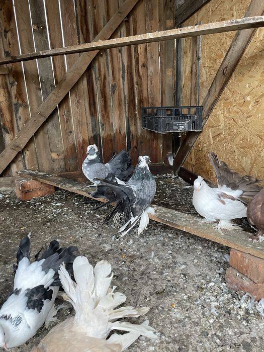 Vand porumbei voltati indieni