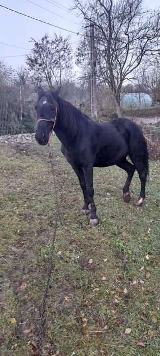 Vand cal frumos si cuminte