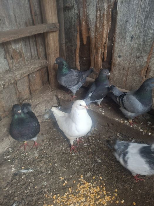 Vând porimbei rasa king