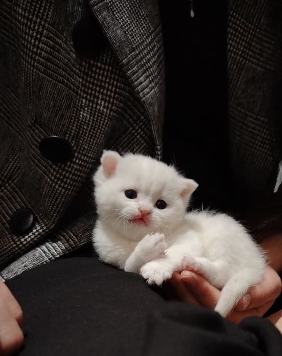 Zalatoy shinshila va Fold bolalari