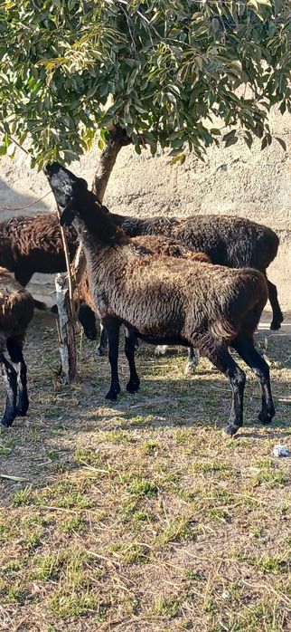 Саулық қойлар сатылады