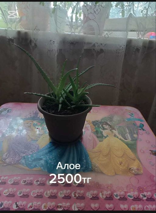 Комнатные растения