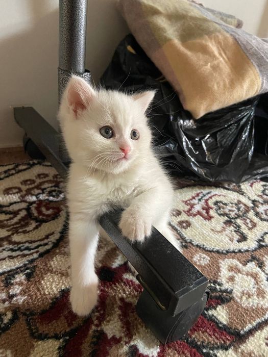 Mushukcha sotiladi qiz bola