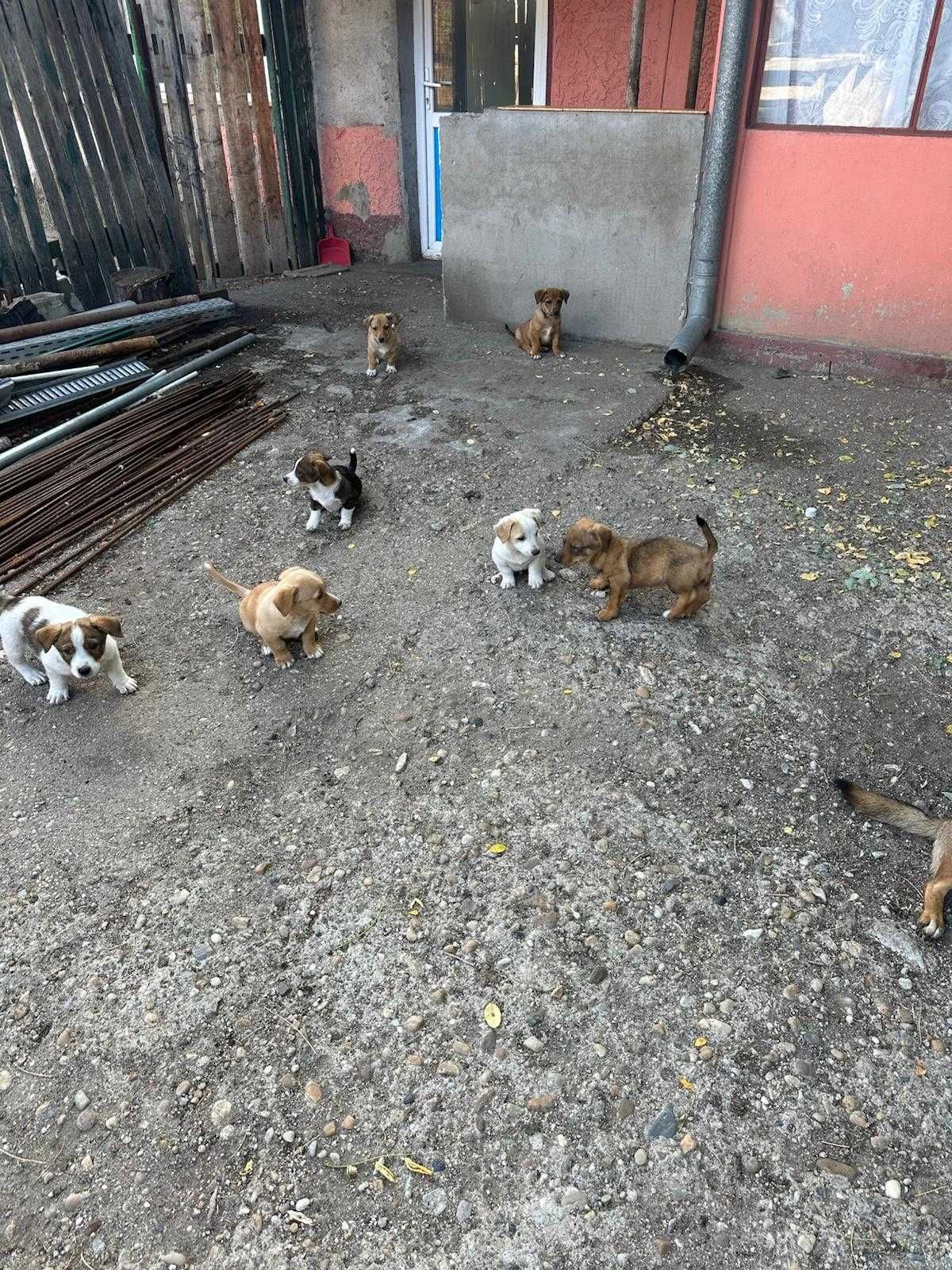 DONEZ catei de talie mica