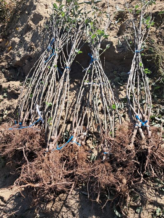 Pomi fructiferi de vanzare