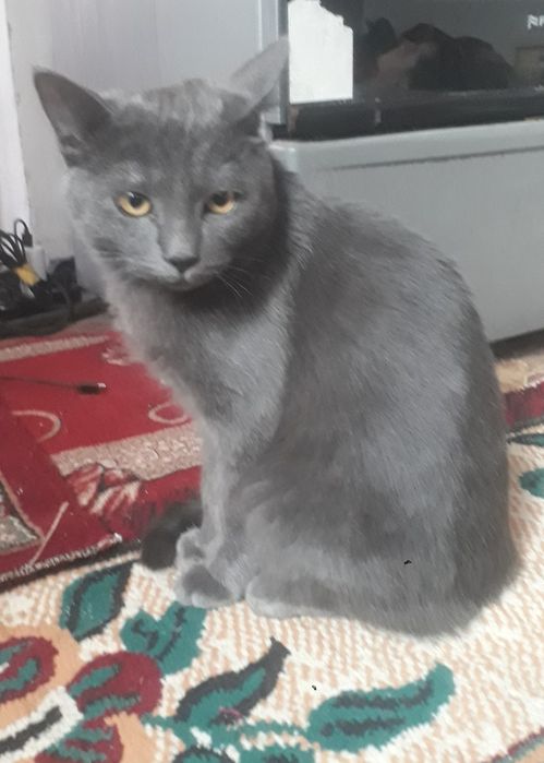 Мушук сотилади..