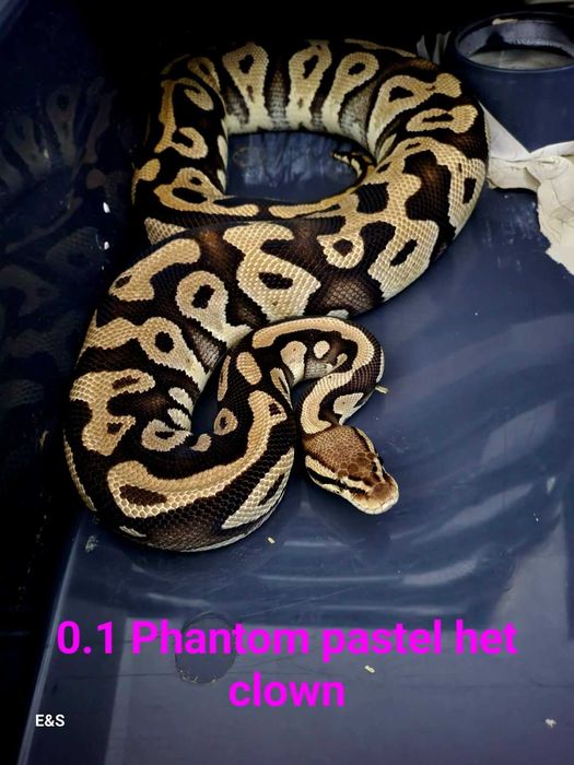 BALL PYTHON - Phantom Pastel Het Clown - (0.1-женски).