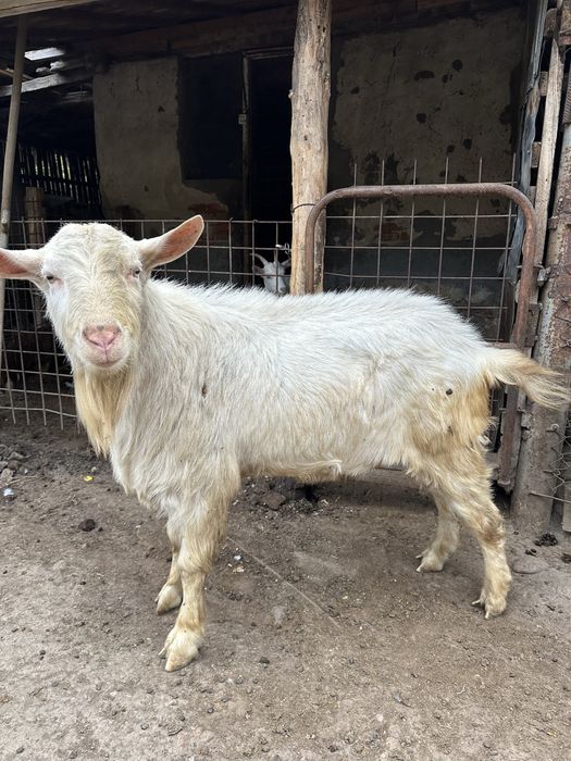 Țap Saanen 50 Kg Super Pret Ieftin