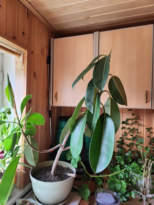 Фикус ,комнатное растение.