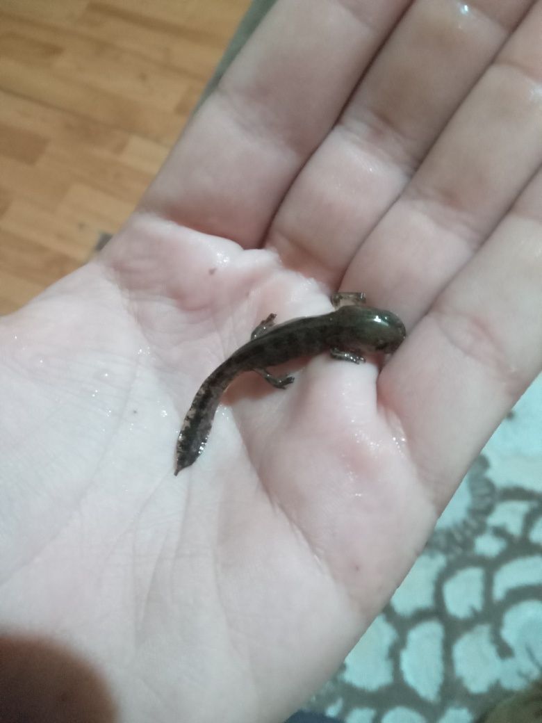 Puii mici de Axolotl