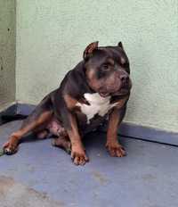 American Bully fiu Al-Pacino reproducator de top