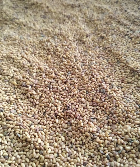 Beda urugʻ semena klevr