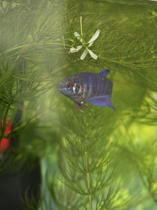 Продам рыбку, сиамский петушок, девочка 500тг.