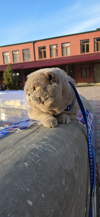 Вязка привазной лиловый цвет шотландский фолд ТЕДДИ