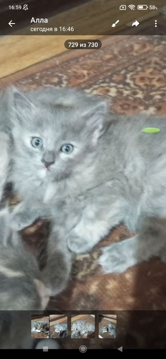 Животные и кошки