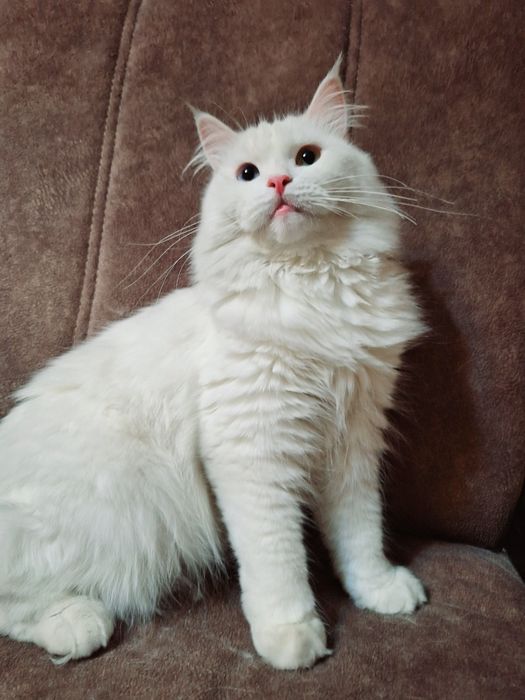 Кошечка в добрые руки стерилизована