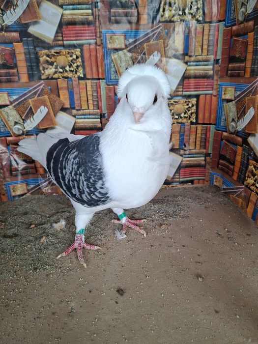 Porumbei pescăruș german tip vechi