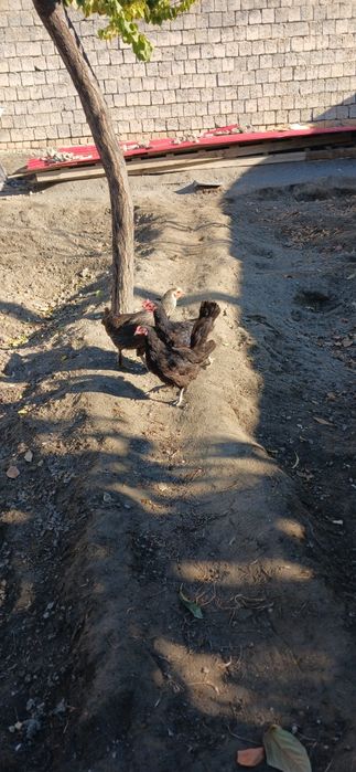 Домашний Товуклар