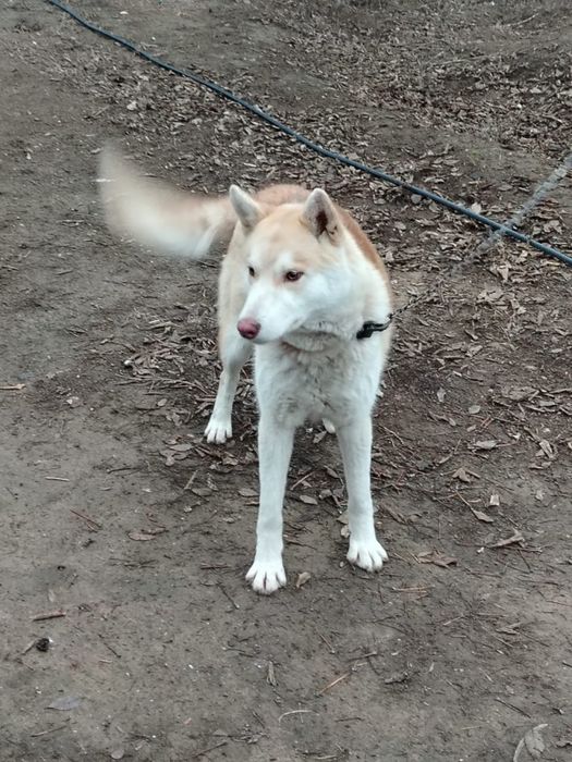 Отдам в надежные руки