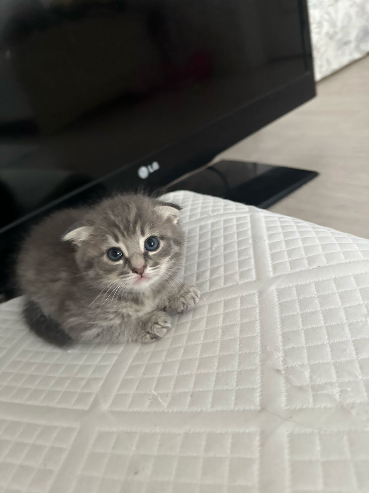 Котёнок вислоухий