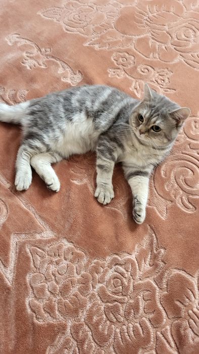 British shorthair