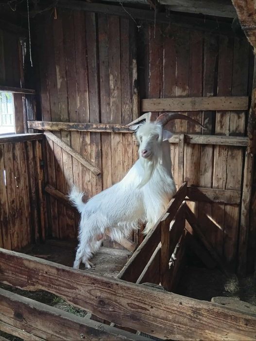 Metis saanen alpină franceza 990 lei, tăpul bun de monta,gestante