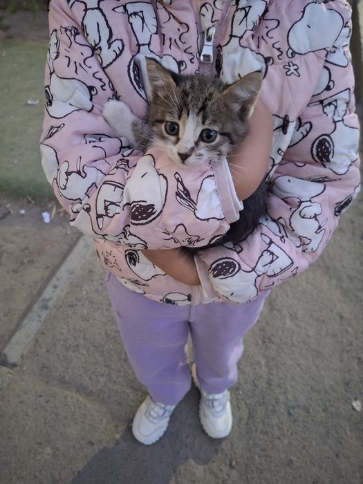 В добрые руки отдам котенка