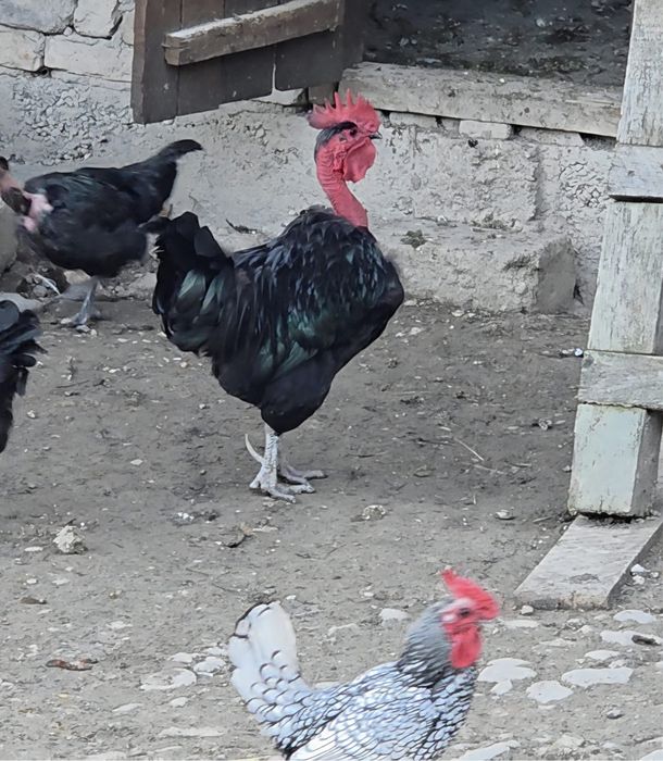 Gaini Gat Golas de Transilvania