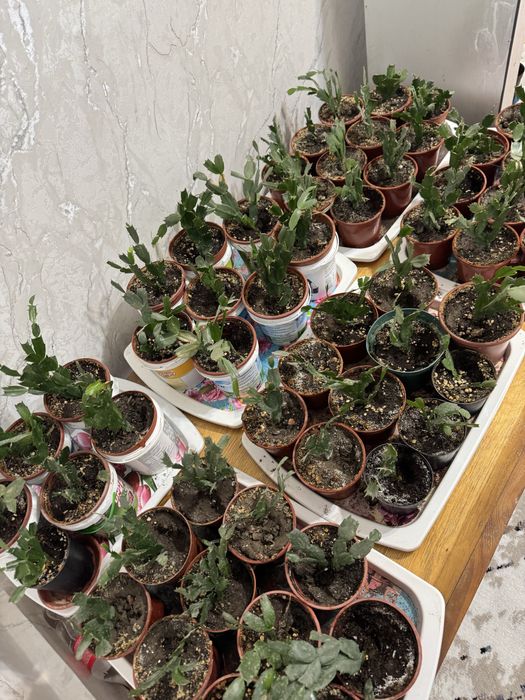 Шлюмбергер (декабристы)